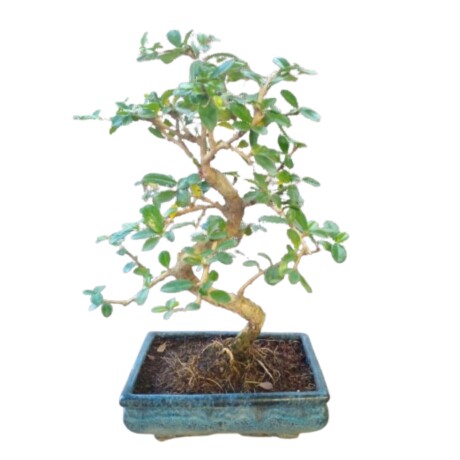 BONSAI DE 12 AÑOS 001