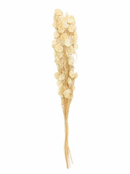 RAMO DE FLORES SECAS BLANCAS BLANCO