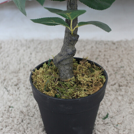 Árbol Rosa Realeza Árbol Rosa Realeza