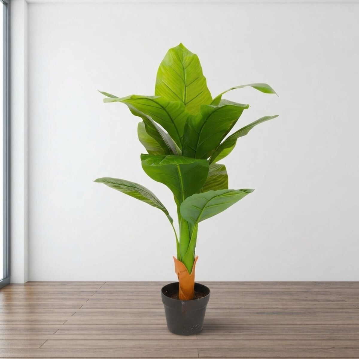 Planta Amoena Reina 1.6 Mtr 