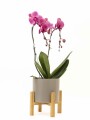 ORQUIDEA CURVA CON MACETA GRIS CLARO Y SOPORTE