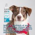 ACONDICIONADOR ANI+ CON MANTECA DE KARITÉ Y ACEITE DE ALMENDRA DULCE PARA PERROS Y GATOS 280 ML ACONDICIONADOR ANI+ CON MANTECA DE KARITÉ Y ACEITE DE ALMENDRA DULCE PARA PERROS Y GATOS 280 ML