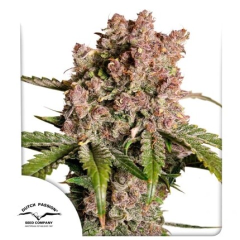 Auto Strawberry Soda X3 - Dutch Passion Auto Strawberry Soda X3 - Dutch Passion