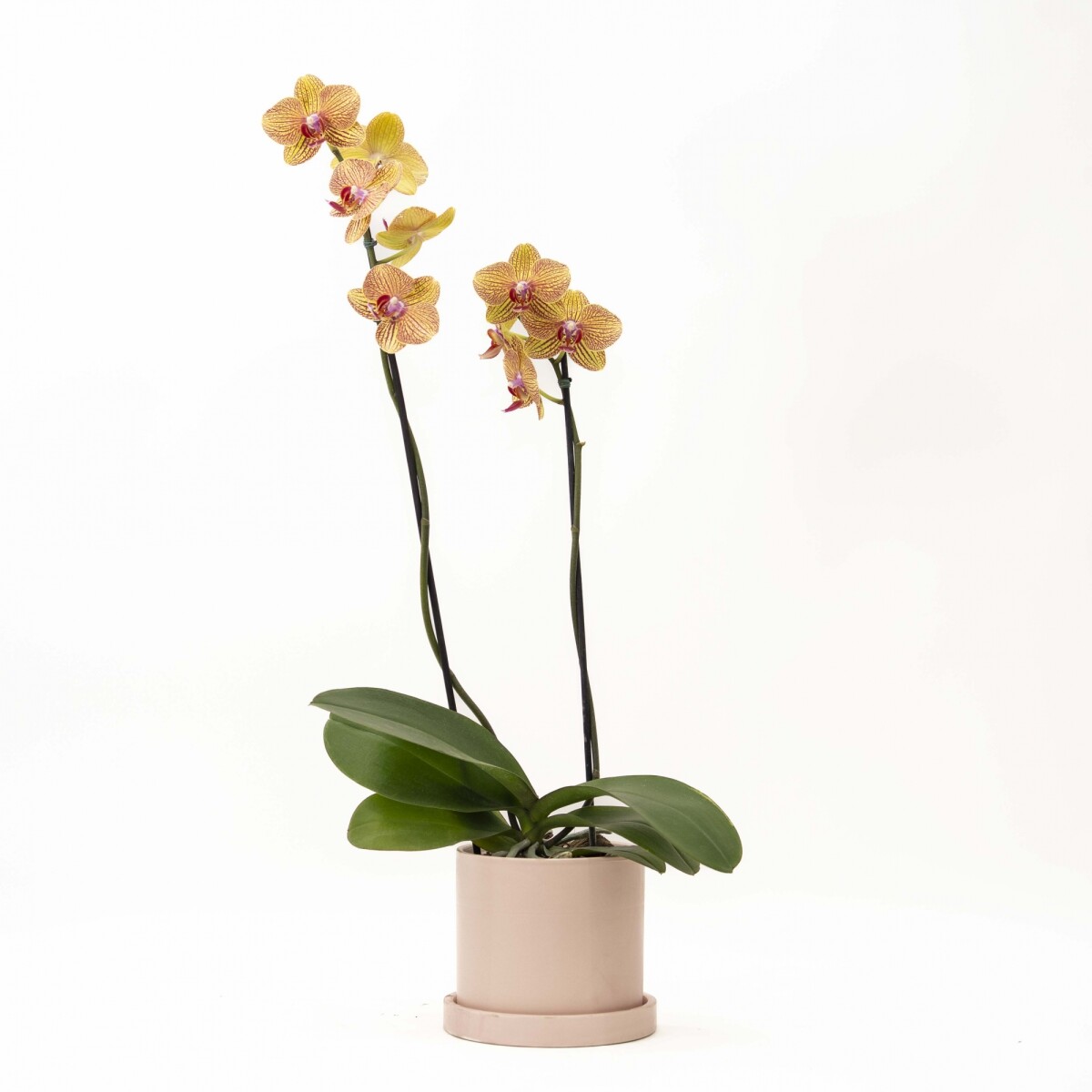 ORQUÍDEA - CON MACETA ROSA 