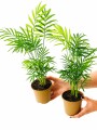 PALMERA CHAMADOREA MINI PALMERA CHAMADOREA MINI