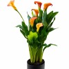 CALAS NARANJA EN MACETA CERAMICA NEGRA