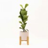 FICUS LYRATA BABY CON MACETA CERAMICA ROSA CON SOPORTE