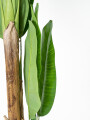 Planta Banana Tree 180cm Color Unico