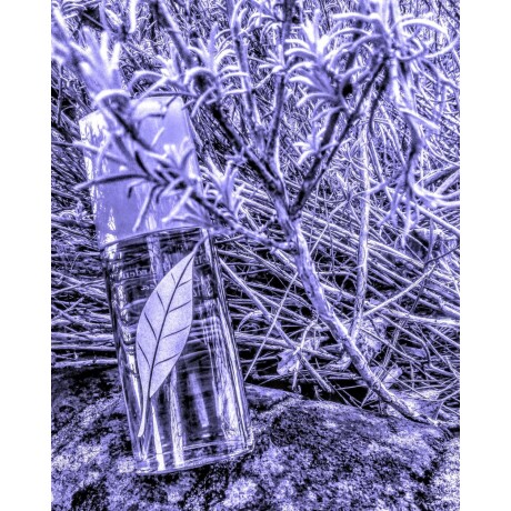 Perfume Elizabeth Arden Green Tea Lavender EDT 100ml Perfume Elizabeth Arden Green Tea Lavender EDT 100ml