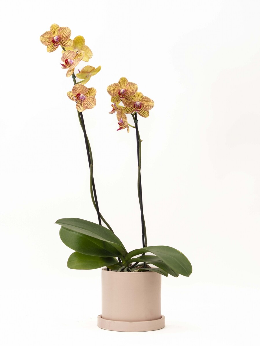 ORQUÍDEA CON MACETA ROSA