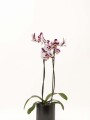 ORQUIDEA CON MACETA MINIMALISTA NEGRA