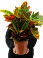 CROTON L CROTON L