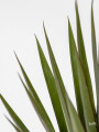 Planta Agave Color Unico