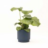 CALATHEA CON MACETA CERAMICA AZUL
