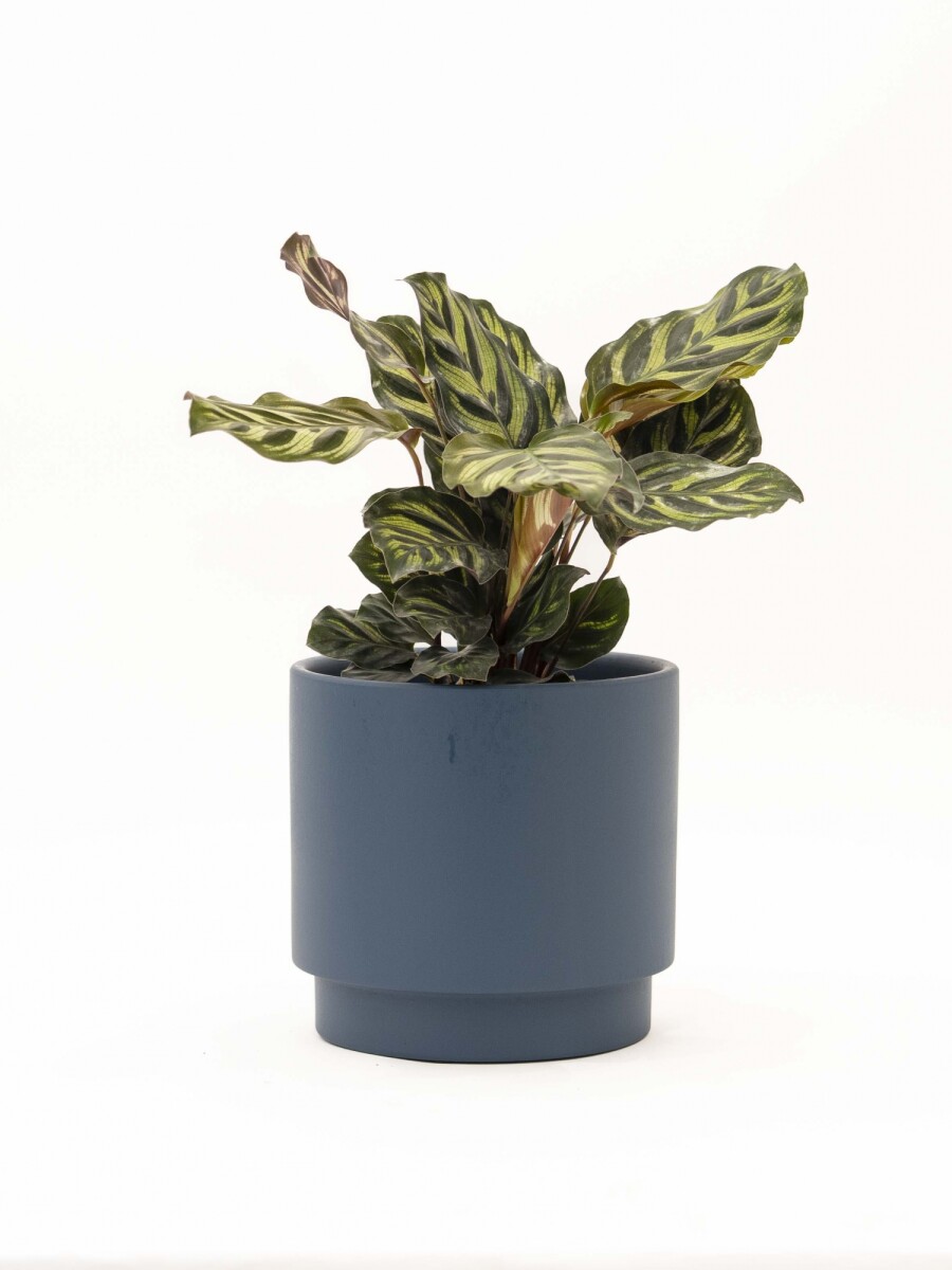 CALATHEA CON MACETA CERAMICA AZUL