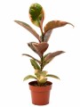FICUS ELASTICA (GOMERO) VARIEGADO ROSADO (RUBY) M 1 RAMA FICUS ELASTICA (GOMERO) VARIEGADO ROSADO (RUBY) M 1 RAMA