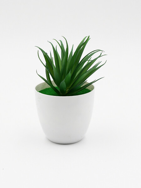 PLANTA SUCULENTA VERDE