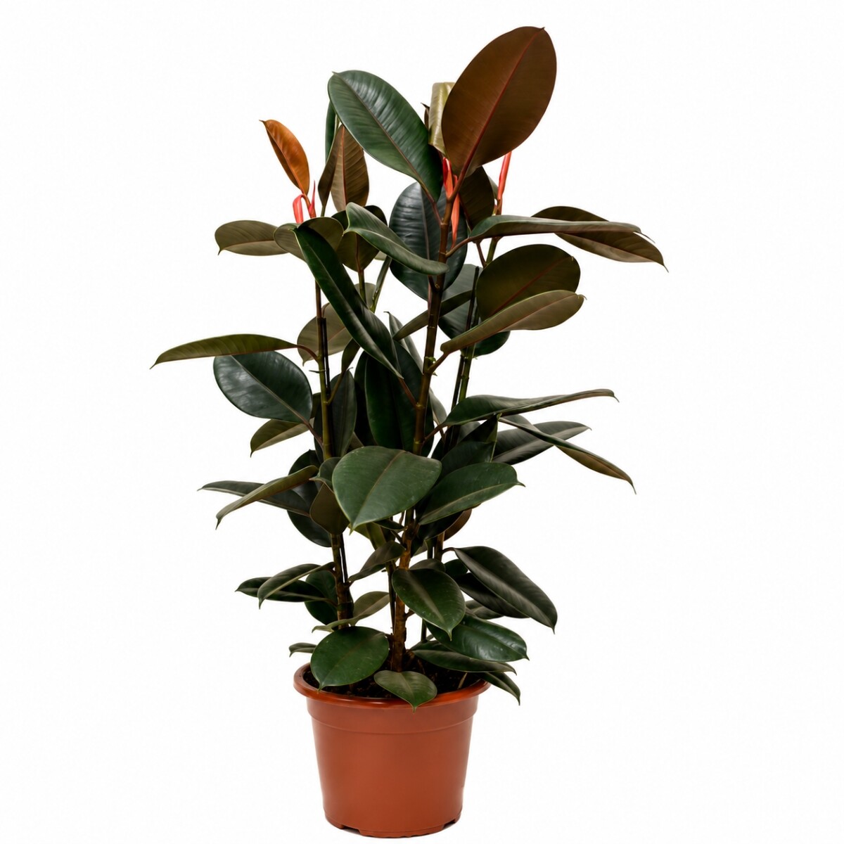 FICUS ELASTICA (GOMERO) NEGRO (BURGUNDY) L VARIAS RAMAS 