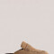 Conar Beige