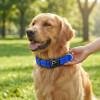 Collar Para Mascotas Talle M Refractario AZUL