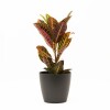 CROTON M CON PORTAMACETA PLASTICO GRAFITO