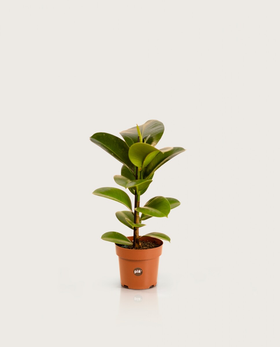 Ficus Elástica "Gomero" - Verde - H: 60cm 
