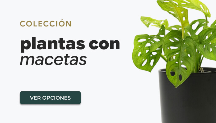 Membresías