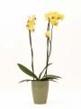 ORQUIDEA CON PORTA MACETA VERDE