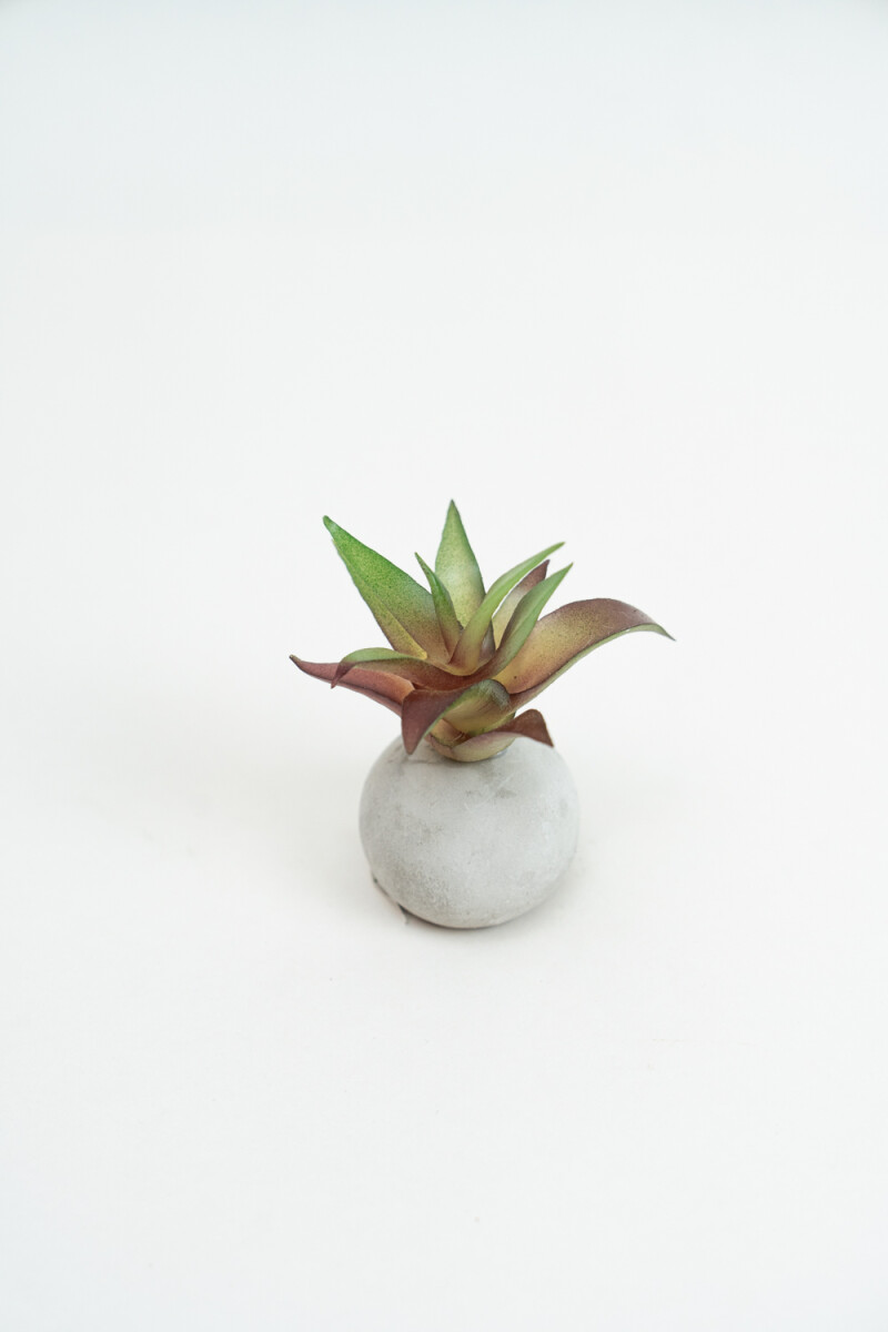 Planta Moa Mini, Mix - Color Unico 