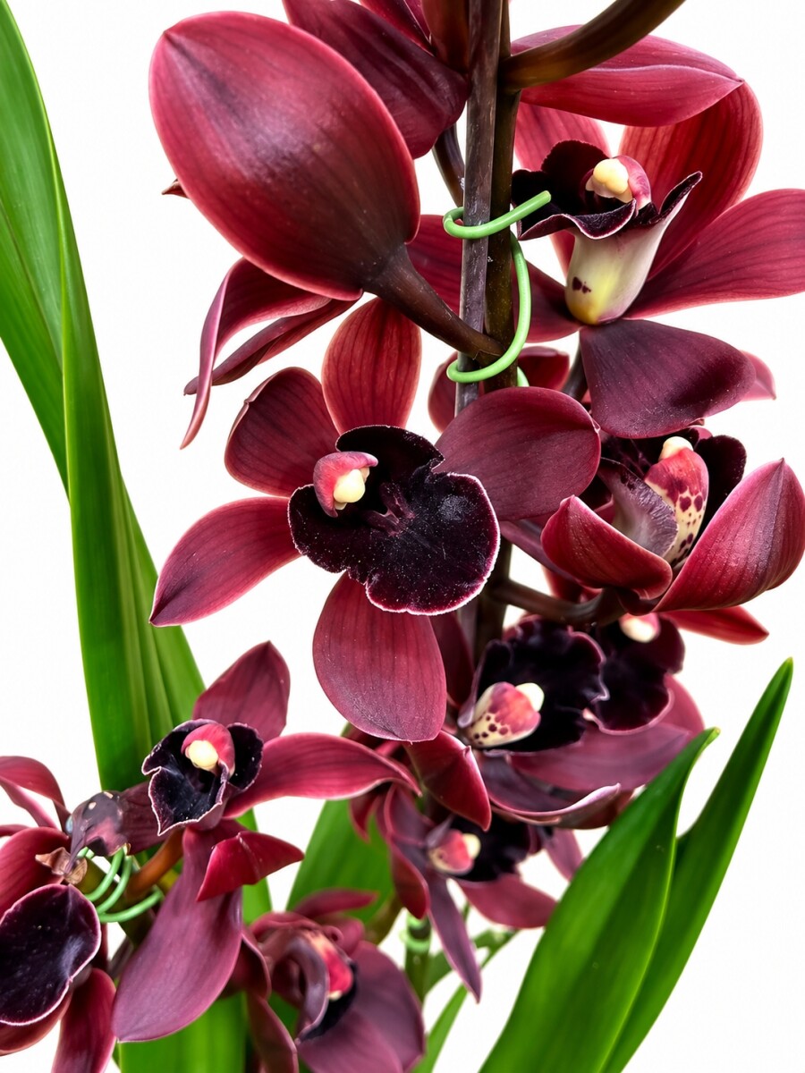 ORQUIDEA CYMBIDIUM ORQUIDEA CYMBIDIUM