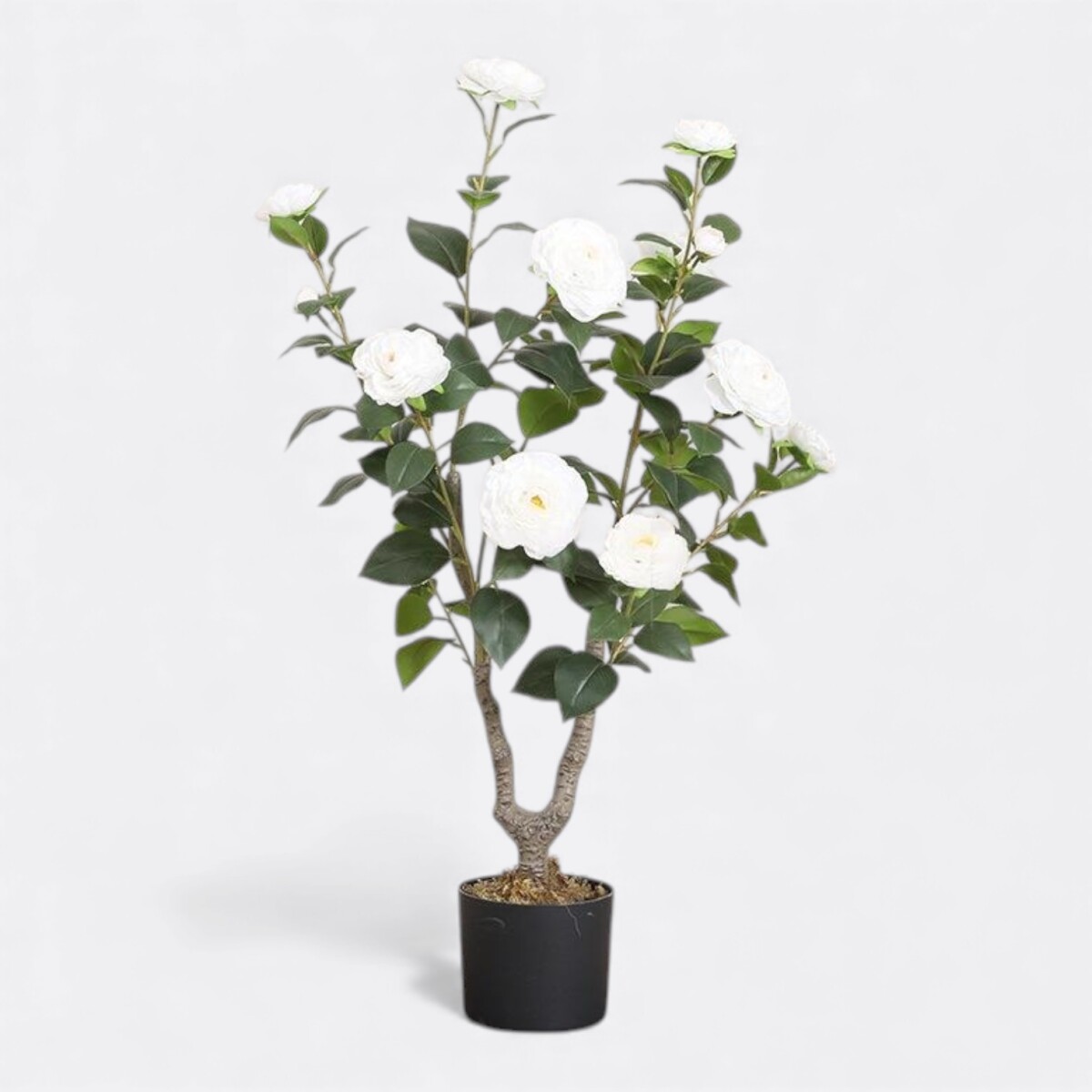 Árbol Camelia Blanco 