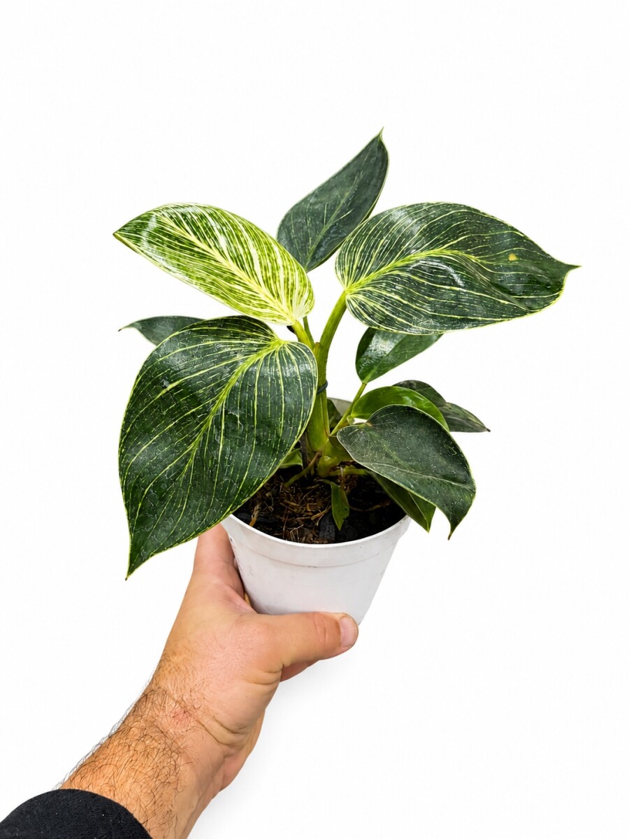 PHILODENDRON BIRKIN 