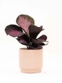 CALATHEA CON MACETA CERAMICA ROSA
