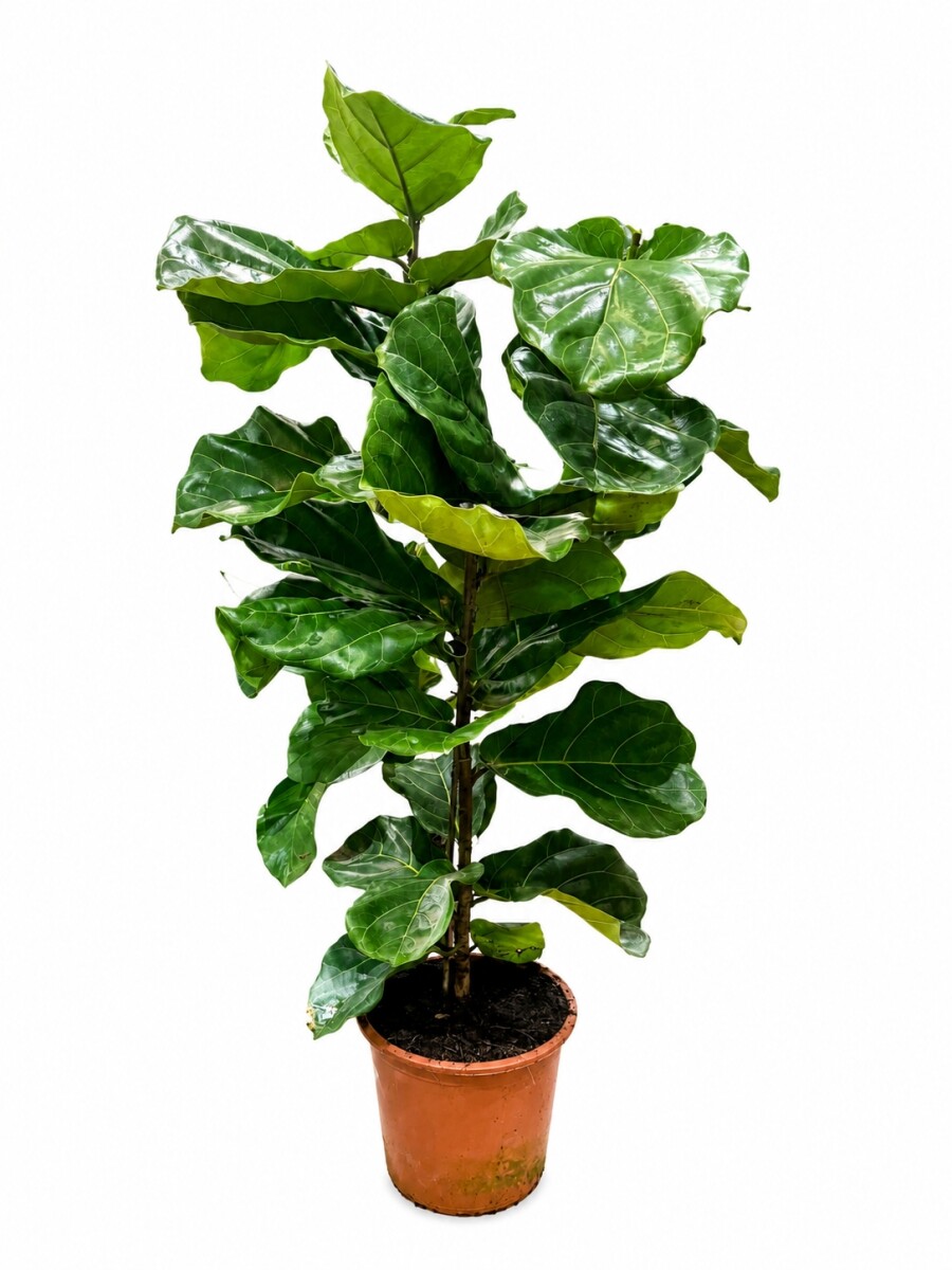 FICUS LYRATA XL HOJA GRANDE 1,5 MTS APROX FICUS LYRATA XL HOJA GRANDE 1,5 MTS APROX