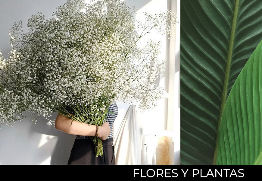 Flores Y Plantas