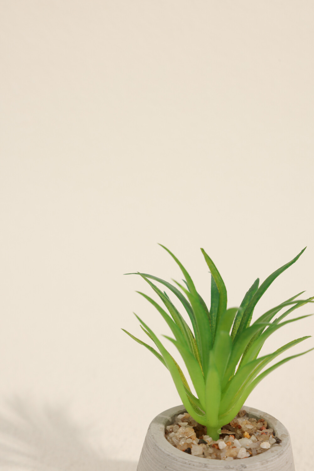 Planta Suculenta 694 Mini, Mix Color Unico