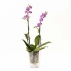 ORQUÍDEA MINI CON PORTA MACETA PORTA MACETA TRANSPARENTE