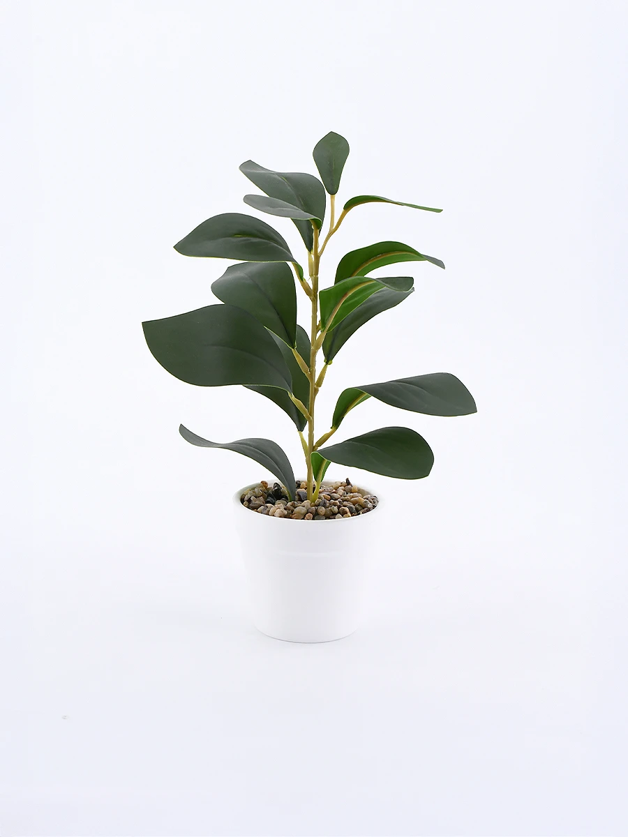 MONSTERA PLANTA CON MACETA - VERDE 