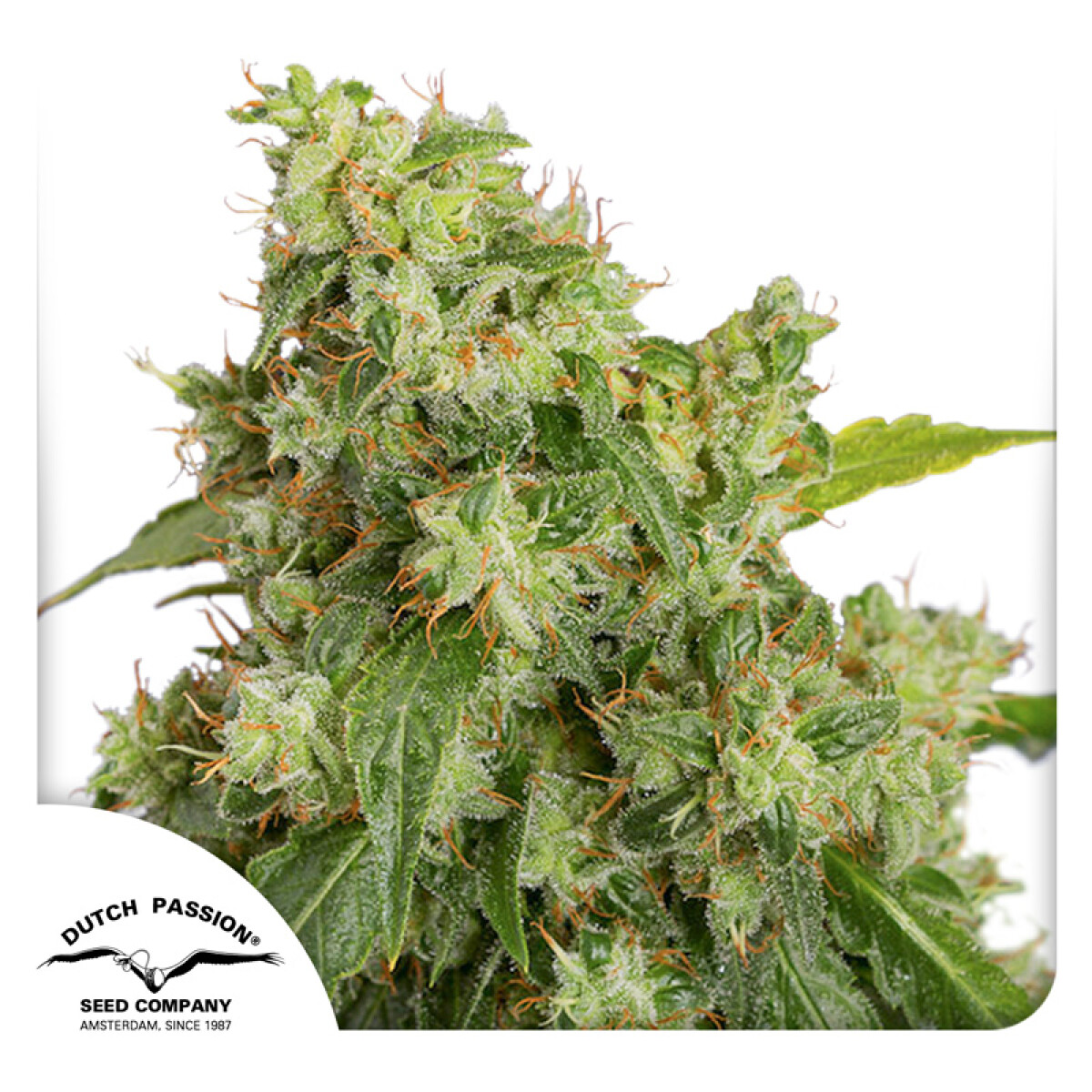 AUTO - XTREME HAZE X3 UNIDADES 