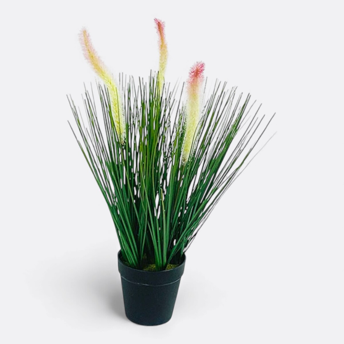 Planta Con Maceta Setaria - Modelo 1 