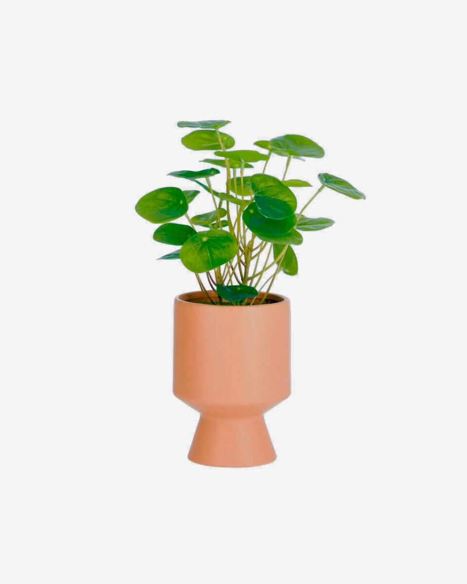 Planta artificial Bailey con maceta de cerámica rosa 21,6 cm 