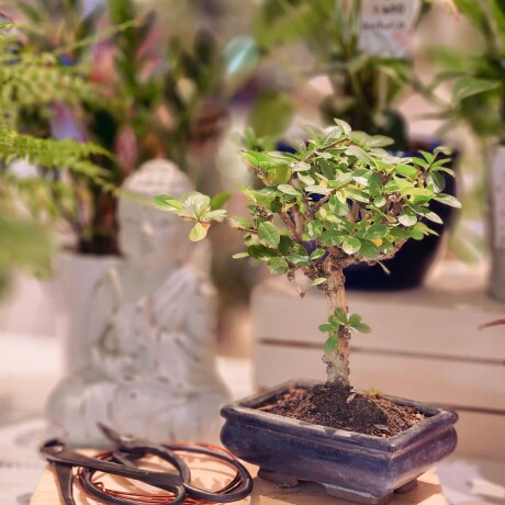 BONSAI DE 10 AÑOS 001