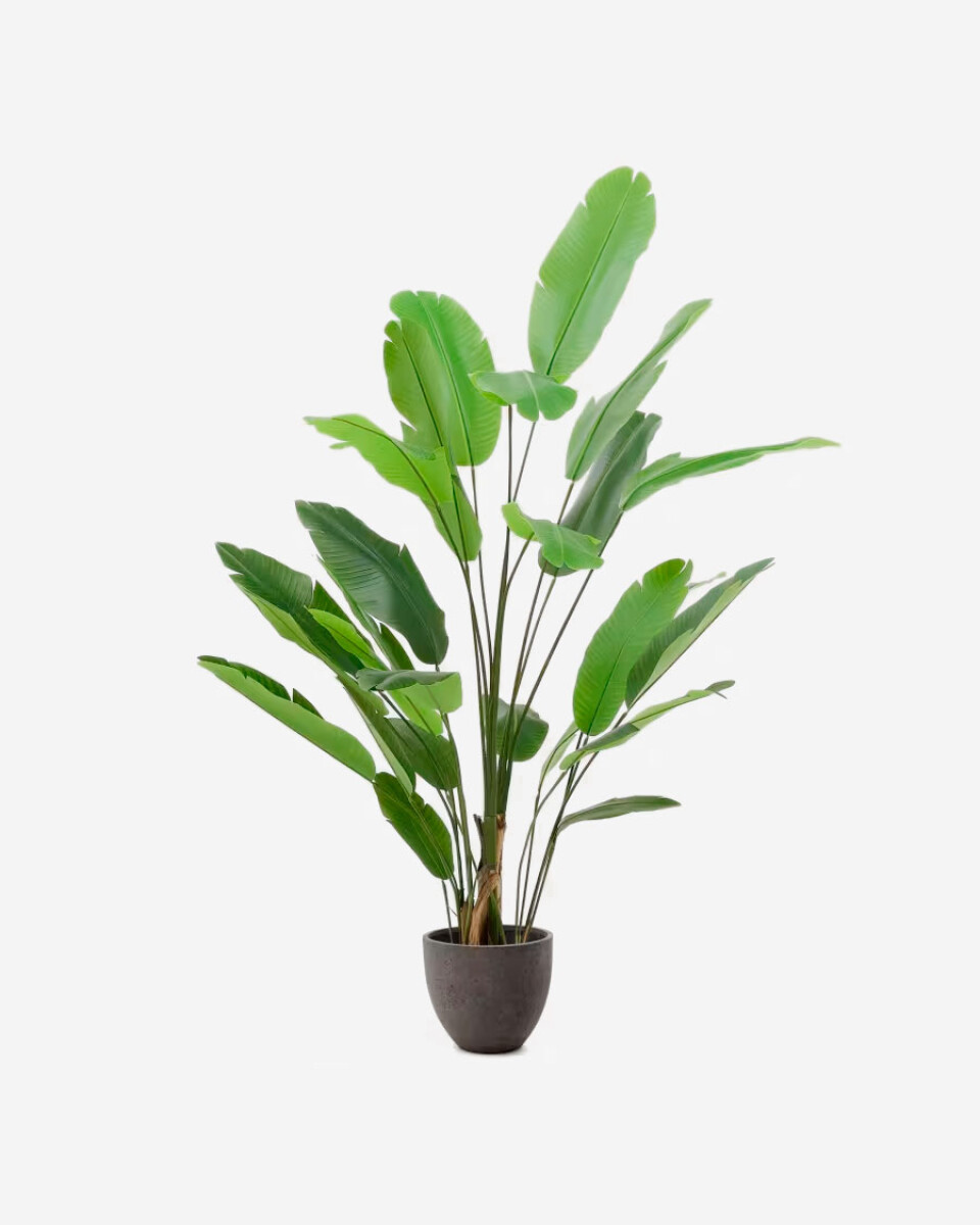 Planta artificial Banano con maceta negra 210 cm 