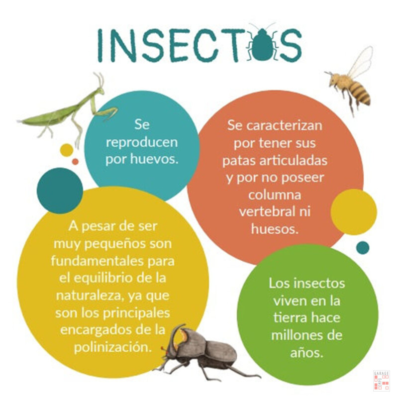 Cartas Atención Insectos S/C