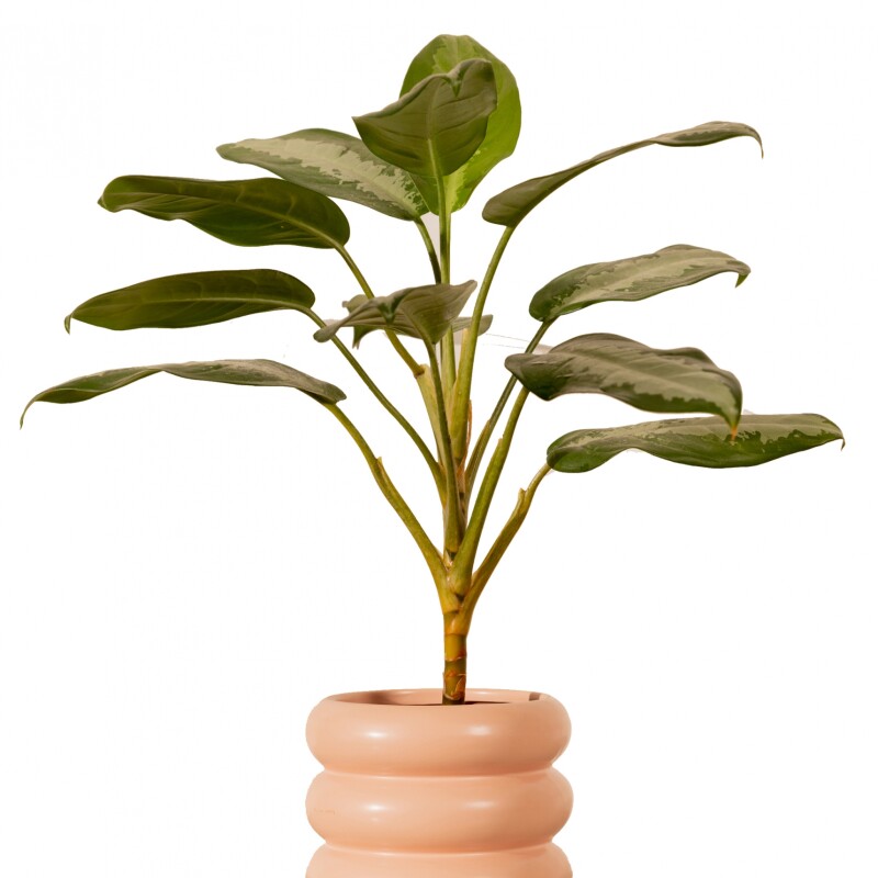 Maceta cerámica Olivia Rosa