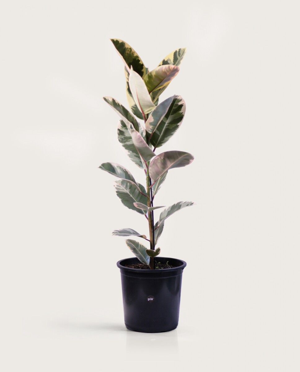 Ficus Elástica XL - Variegado - H: 1m 