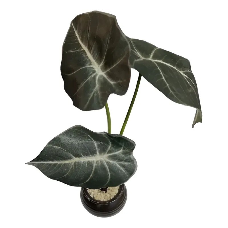 Planta Artificial Alocasia Planta Artificial Alocasia