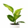 DIEFFENBACHIA EN MACETA CERAMICA BLANCA