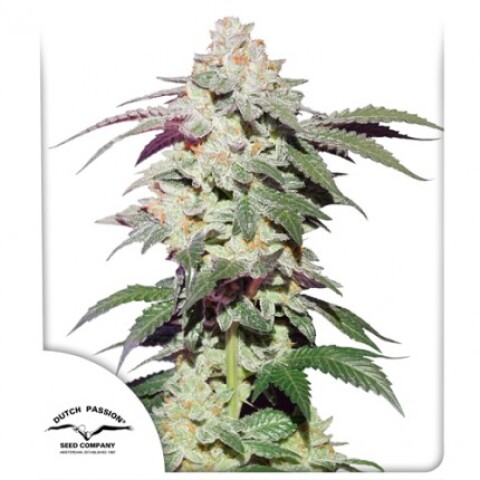 FEM - SKYWALKER HAZE® X3 UNIDADES FEM - SKYWALKER HAZE® X3 UNIDADES