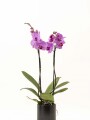 ORQUIDEA CON MACETA MINIMALISTA NEGRA